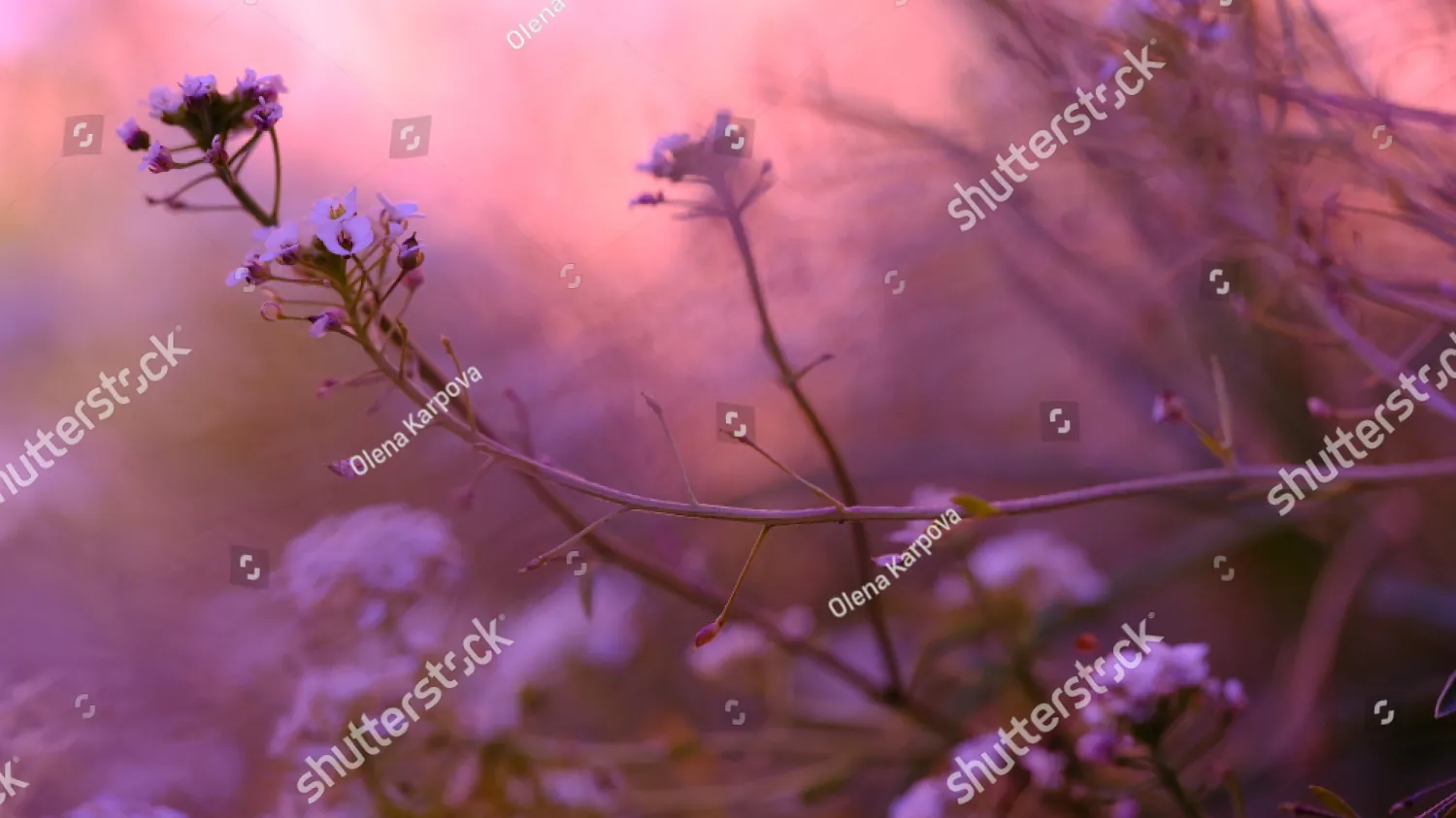 Soft purple wildflowers glowing in pink light