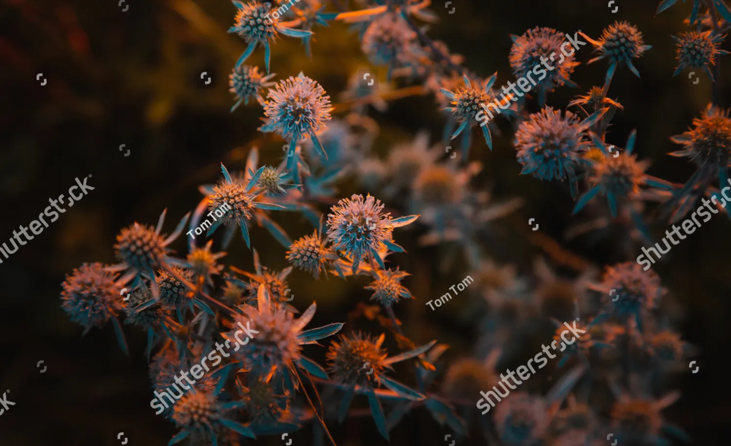 Thistle flowers in deep orange and teal