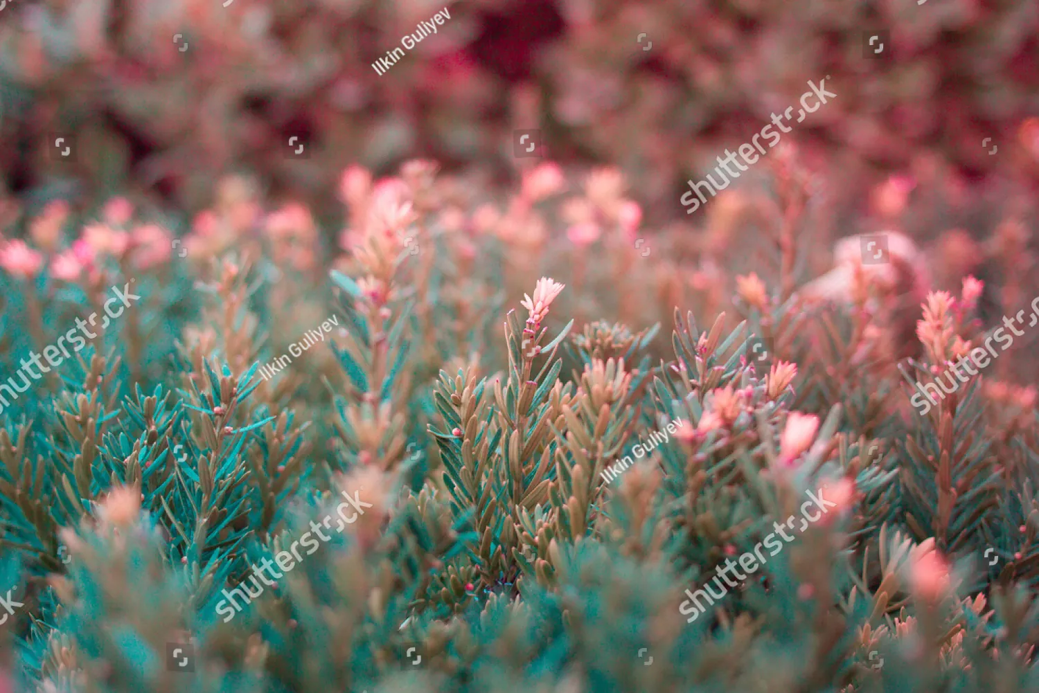 A field of soft pink flowers