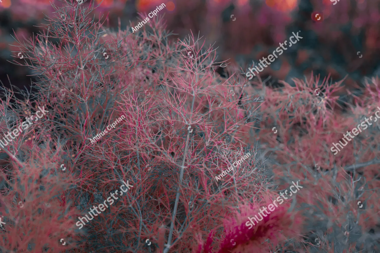 Pink feathery foliage in soft light