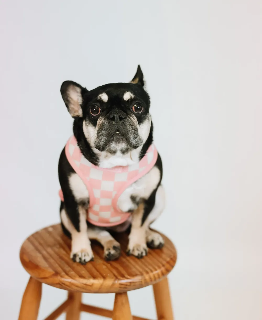 Luna, a French Bulldog, sitting on a wooden stool