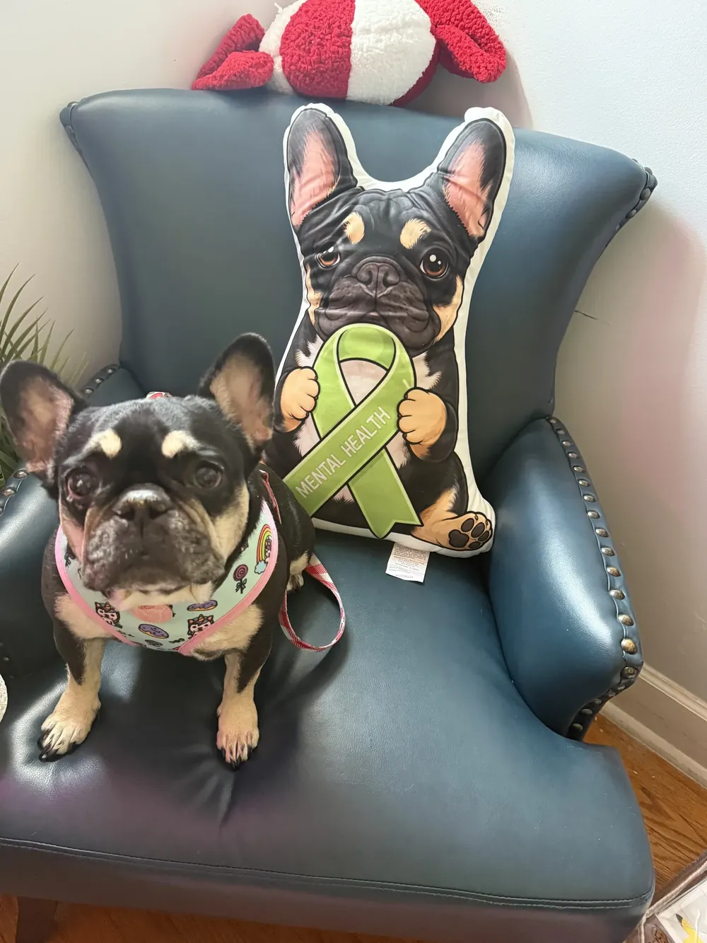 Luna sitting in a leather armchair in the office