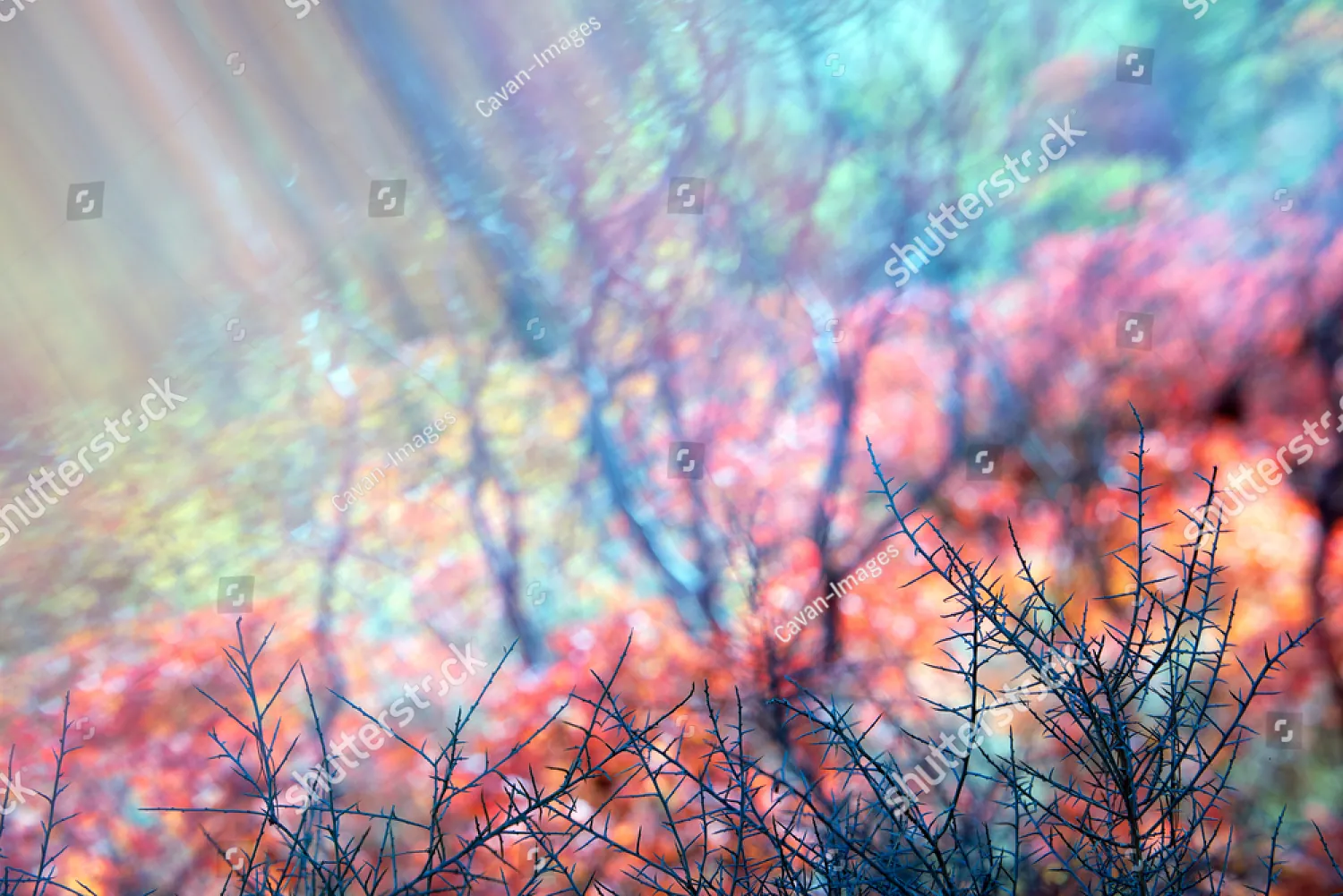 Light streaming through colourful branches
