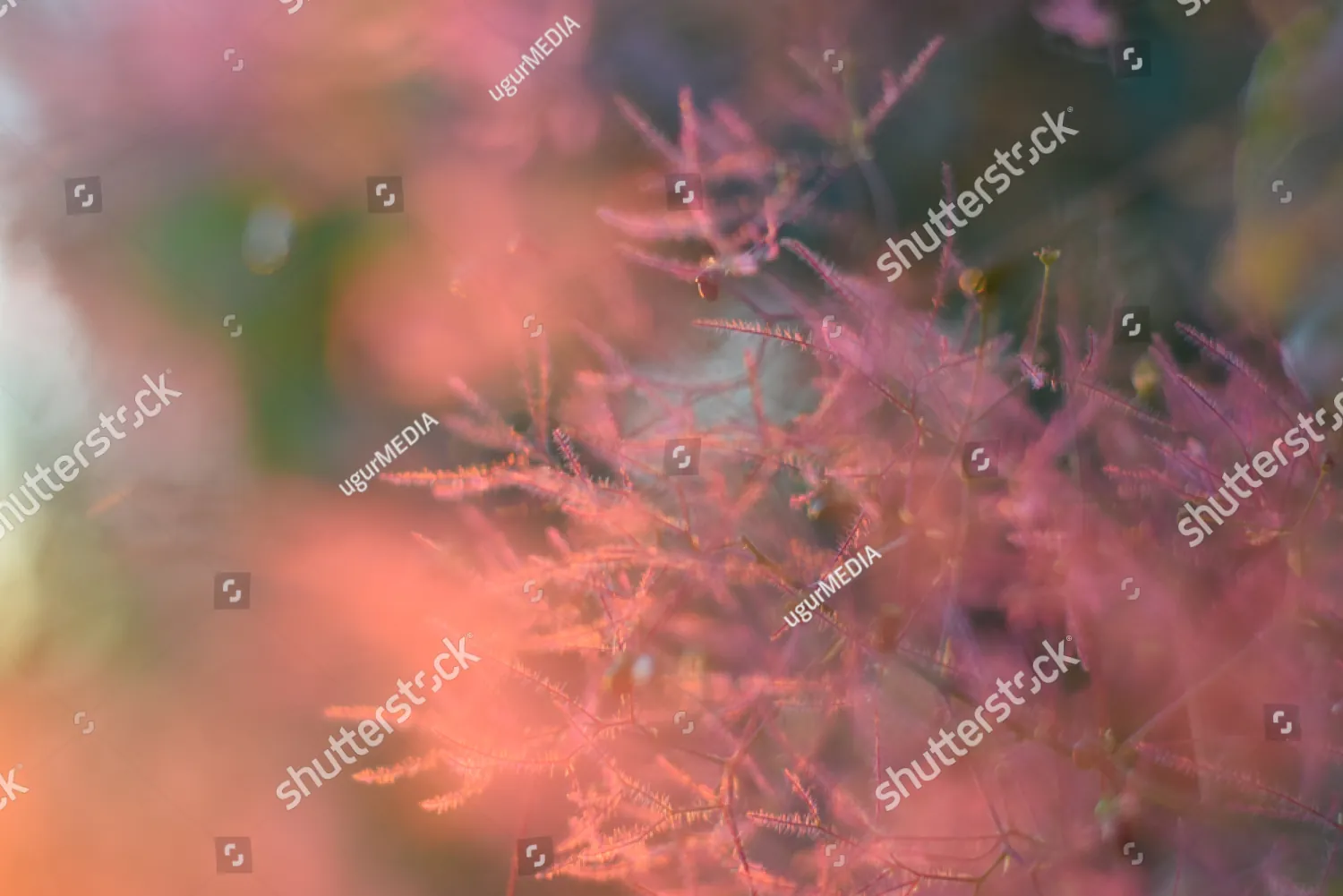 Coral foliage blurred in warm light